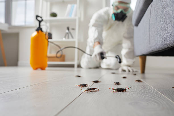 Post-Treatment Bed Bug Interceptor Monitoring in Paramount